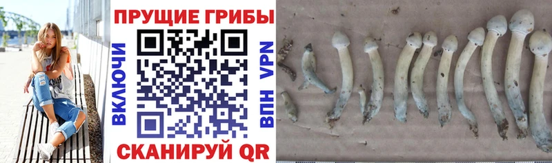 цены Тихорецк Псилоцибиновые грибы мицелий